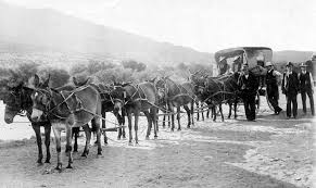 Through Namaqualand 1906 Mules George West Pull Cart
