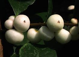 Image result for Flueggea virosa