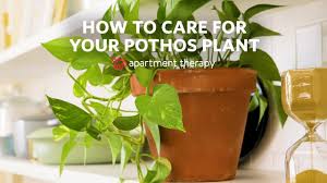For thriving pothos plants with vibrant, variegated leaves, place them in bright indirect light. How To Care For Your Pothos Apartment Therapy Youtube