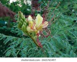 Image result for Erythrostemon