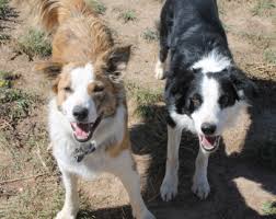 color genetics c2c border collies