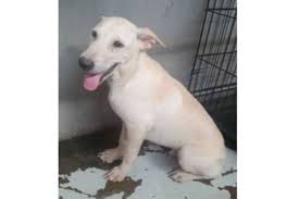 Learn more and support by clicking the link below linktr.ee/dogsdeservebetter. Mddb Crucial To Implement Tnrm As Number Of Stray Puppies Increasing Nation Malaysia Daily News