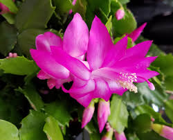 The flowers of the african violet are found in every shade, except true red. Here S How To Care For That Christmas Cactus You Just Got