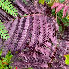 Image result for Albizia tanganyicensis