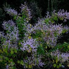 Image result for Tetradenia