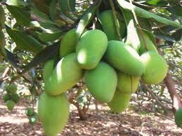 Learn more in my link at. How To Grow A Mango Plant Indoors