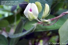 Image result for Macrotyloma daltonii