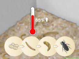 How To Care For Mealworms 9 Steps With Pictures Wikihow