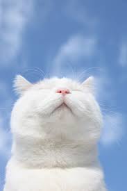 Kawai, pap tt, cewek, cantik, pap cewe, girls, cute korean. Gambar Kucing Lucu Estetik Fakboi Mania