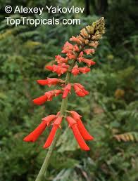 Image result for Erythrina livingstoniana