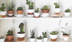 Cut the following from the cotton mathematically, it should come out to 12 1/2 square. Propagating Succulents Free Tutorial