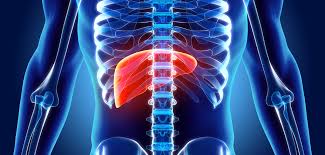 The Liver And Blood Glucose Levels