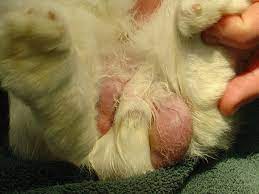 Caring For Your Pet Rabbit Exotic Vet Care