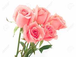 We did not find results for: Isolate Image Of Beautiful Pink Rose Flower Bouquet On White Background Valentine Day Love And Wedding Concept Stock Photo Picture And Royalty Free Image Image 85330723