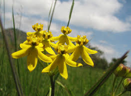 Image result for Stathmostelma fornicatum