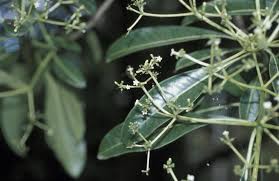 Image result for Rauvolfia afra