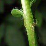 Image result for Acroceras zizanioides