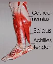 Learn vocabulary, terms and more with flashcards, games and other study tools. Calf Stretches