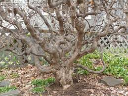 Plantfiles Pictures Corkscrew Hazel Contorted Filbert Harry Lauder S Walking Stick Contorta Corylus Avellana By Hczon Corkscrew Hazel Tree Winter Garden