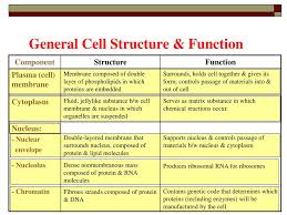 We did not find results for: Lecture 2 Cell Membrane Structure And Transport Across Cell Membrane Ppt Download