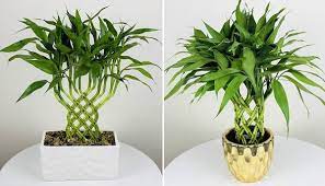 The lucky numbers of 2021 are 3, 6 , and 9. Chinese New Year Flowers Decorations For Good Luck