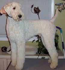 Lancaster puppies advertises pomskies for sale in pa, as well as ohio, indiana, new york and other states. Standard Poodle Grooming Styles Poodle Forum Standard Poodle Toy Poodle Miniature P Standard Poodle Grooming Standard Poodle Haircuts Poodle Grooming