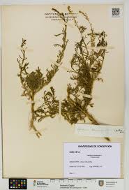 Image result for Lepidium bonariense