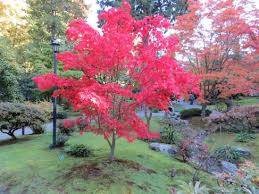 Maybe you would like to learn more about one of these? Acer Palmatum Osakazuki Akame Acer Palmatum Acer Acer Trees