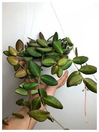 Hoya bilobata has one of. Hoya Bilobata Doniczka 15 Cm Dl 20cm Stanowisko Jasne Podlewanie Umiarkowane Hoya Plants Plant Life House Plants