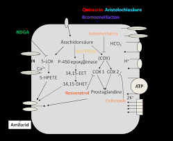 Prostaglandin e2 (pge2), a principal mediator of inflammation, plays a critical role in cervical ripening. Https Macau Uni Kiel De Servlets Mcrfilenodeservlet Dissertation Derivate 00007398 Doktorarbeit Zum Druck Final Pdf