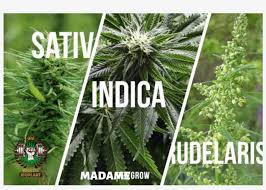 Buy marijuana at our online shop with fast and safe worldwide shipping. Marijuana Plant Tipos De Plantas De Marihuanas Transparent Png 1273x907 Free Download On Nicepng