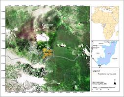 Image result for Trachyphrynium braunianum