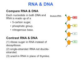Image Result For Difference Between Rna And Dna Dna Nitrogenous Base Biology