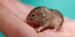 Lemminge sind kleine nagetiere, die vor allem in kälteren regionen der erde anzutreffen sind. Artgerechtes Lemmingfutter Der Lemming Ist Ein Pflanzenfresser Tipps