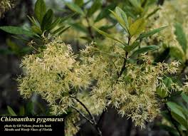 Image result for Chionanthus foveolatus