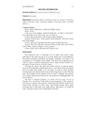 Image result for Pachylobus edulis