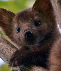 (south florida) hide this posting restore restore this posting. Animals For Sale