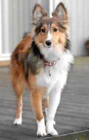 Short Hair Sheltie Sheep Dog Puppy Shetland Sheepdog Sheltie Dogs