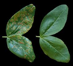 Drop list of green fungus. Researchers Find New Way To Protect Plants From Fungal Infection Eurekalert Science News