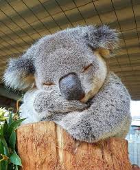 Earthvacations On Instagram New South Wales Australia By Portmacquariekoalahospital Explore Wanderlust Travel Cute Baby Animals Cute Animals Koala