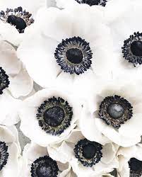 Dobroe Utro Segodnya Dejstvuet Besplatnaya Dostavka Po Rossii Dlya Vseh Zakazov Ot 3000 Otlichnaya Vozmozhnost Sdel Pretty Flowers Love Flowers Beautiful Flowers