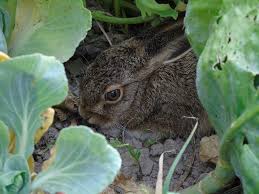 Best bad tasting repellent for lawn and garden. The 5 Best Rabbit Repellent Products