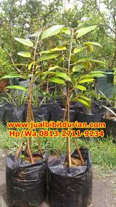 Spesial Hp Wa 0813 2711 9234 Jual Durian Bawor Kaki 3 Banyumas H Tovix Tanaman Pohon Hijau
