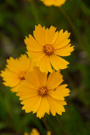 Image result for Coreopsis lanceolata