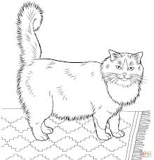 Realistic kitten coloring pages for adults. Realistic Kitten Colouring Pages Novocom Top