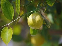 Fast forward to the 1800s, and lemon trees were extremely popular in warm u.s. Lemon Tree Lemon Yellow Sour Drop Of Water Citrus Fruits Evergreen Tree Tree Fruit Vitamins Fruit Pikist