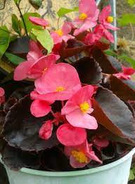 From My Patio Garden Begonia Party Series Begonia Upright Plants To 30cm With Large Dark Green Or Bronze Le Plants Colored Pencil Artwork Container Plants