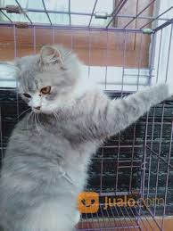 Persia juga bisa disilangkan dengan anggora, dan tetap saja nama kucing ini persia medium. Kucing Persia Abu Kab Bandung Jualo
