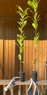 Image result for oak sapling