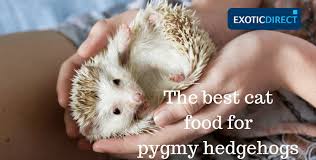 What Can Pygmy Hedgehogs Eat The Best Diet For Your Pet Hedgehog Exoticdirect